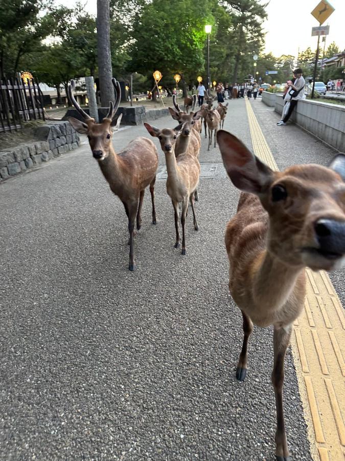 奈良公園徒歩15分古民家リノベーション貸切一軒家 Guest House奈良紀寺 Eksteriør bilde